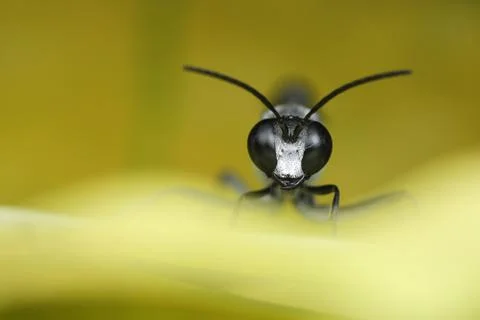 Digger Wasp on yellow leaf Stock Photos