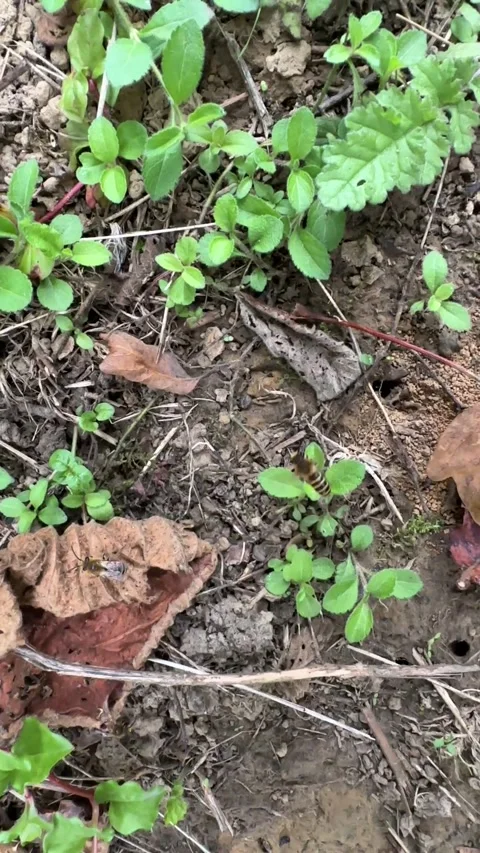 Digger wasps Stock Footage 284628159