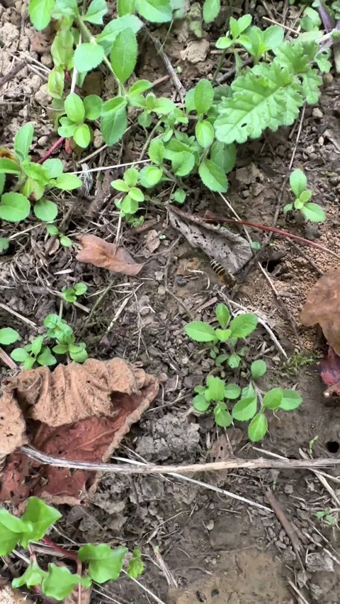 Digger wasps 動画素材 284628180