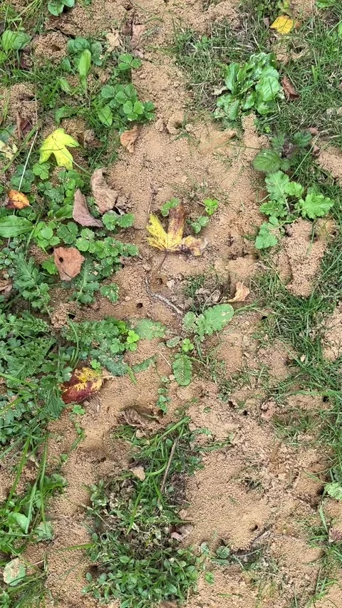 Digger wasps Stock Footage 284628187