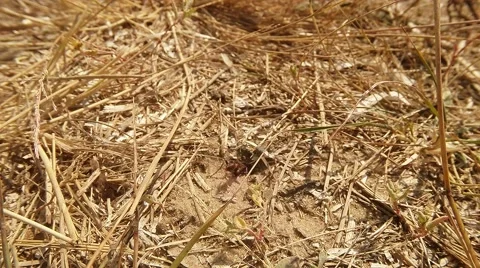 Digger Wasps go Across the an Earth Entrance Covered With Dry Grass Stock Footage 60449118