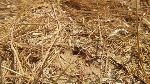 Digger Wasps go Through Earth Entrance Covered With Grass Stock Footage 60450638