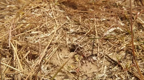 Digger Wasps go Through Ground Input Covered With Dry Grass Stock Footage 60555704