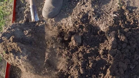 Digging and loosening garden bed soil with a shovel. Preparing the soil for the Video stock 342912907