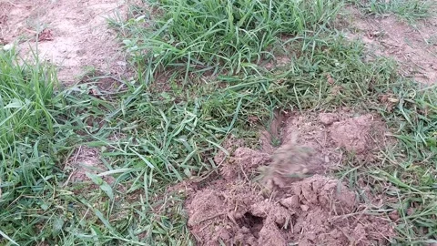 Digging and loosening soil with a hoe for planting preparation Stock-Footage 336474458