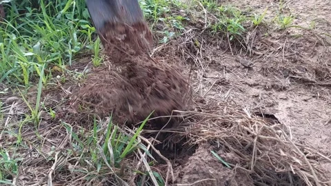 Digging and tilling soil with a hoe to plant chili crops Video stock 335442022