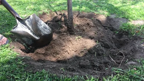 Digging around a garden tree Stock Footage 140639949