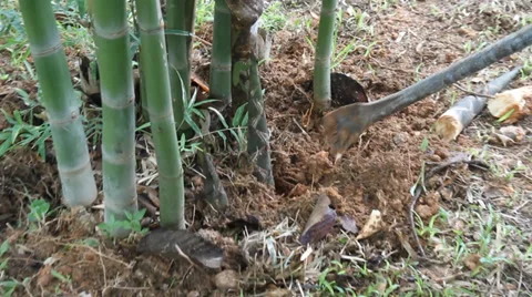 Digging bamboo shoots Stock Footage