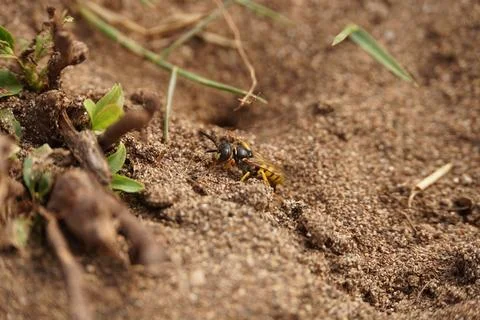 Digging Bee Wolf Foto stock