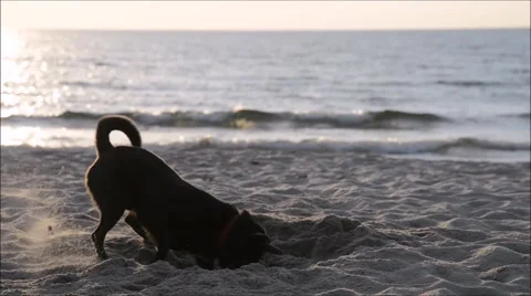 Digging black dog on the beach 库存影片 47669152