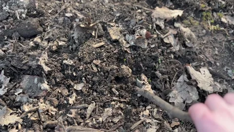 Digging in the black earth with a stick Stock Footage 304609356