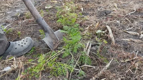 Digging carrotsи Stock Footage 163154300