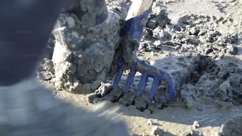 Digging up clam with fork in Maine mudflat Stock Footage 83664939