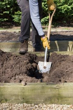 Digging in compost for growing vegetables, UK Stock Photos