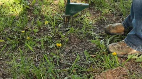 Digging a dandelion Stock Footage 24770464