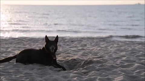 Digging dog on the beach 库存影片 47668178