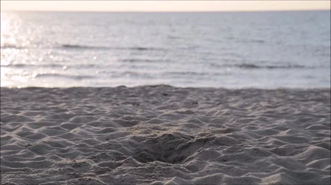 Digging dog on the beach 库存影片 47668916