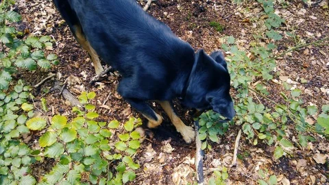 Digging Dog in a Forest 스톡 동영상 114636461