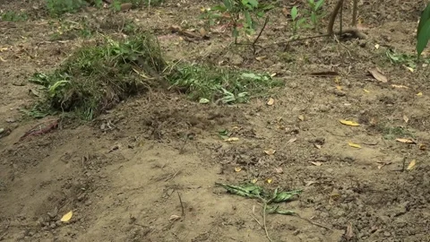 Digging dry land Stock Footage 203880539