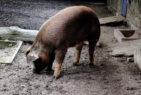 Digging duroc pig Stock Photos