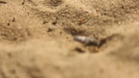 Digging Fly in Africa 2 Video stock 33726352