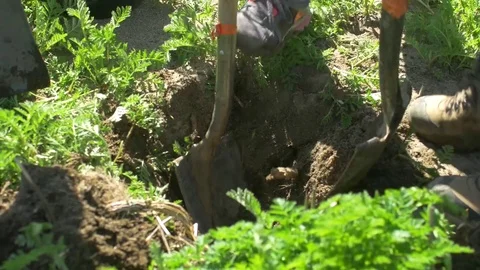 Digging Stockbeeldmateriaal 77068445