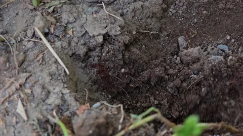 Digging 스톡 동영상 338391374