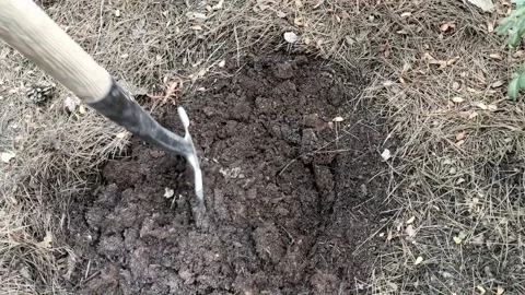 Digging forest Rich Pine humus with shovel Stock Footage 150281368