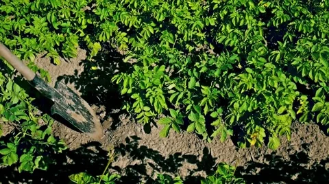 Digging up fresh organic potatoes Stock Footage 59699145