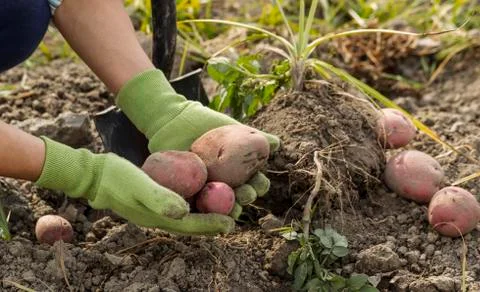 Digging fresh red potatoes from ground Stock Photos