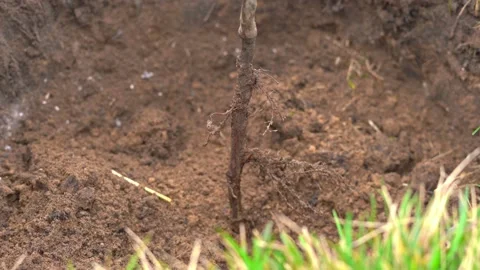 Digging in a freshly planted tree with soil, close-up Stock Footage 156229305