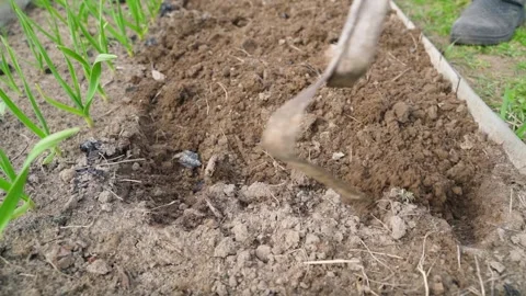 Digging garden bed with shovel next to growing garlic close-up. Loose soil and Video stock 342736262