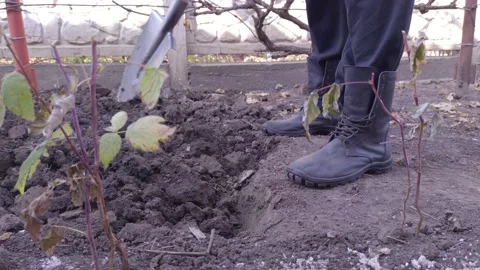Digging Garden Ground Closeup Stock Footage 165560049