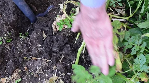 Digging up garden potatoes Stock Footage 171191098