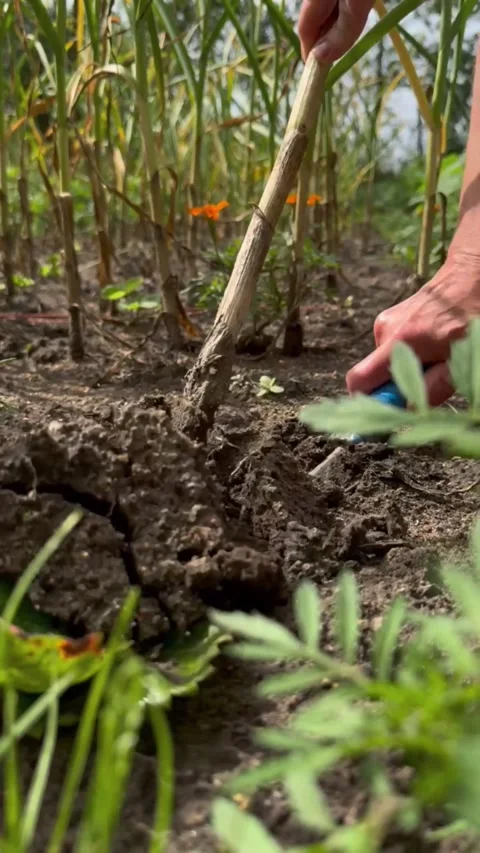 Digging garlic on a garden bed with a shovel during harvest season Stock Footage 314509486