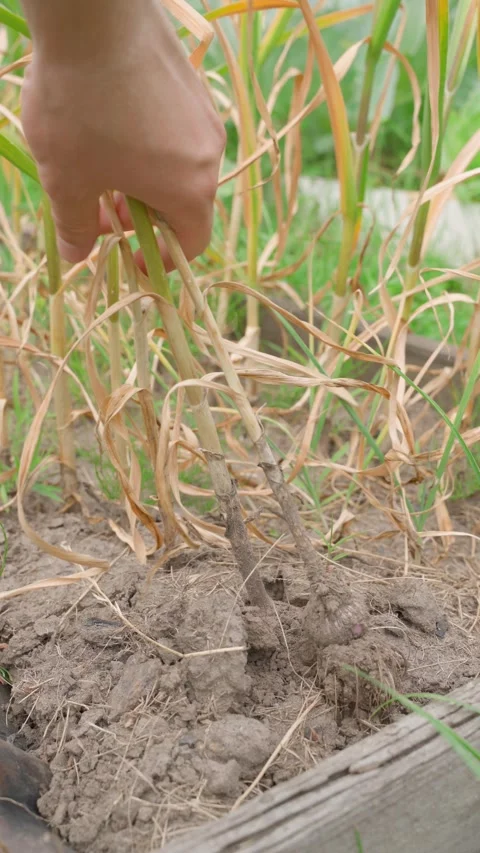 Digging garlic in the vegetable garden, vertical video Stock Footage 315449743
