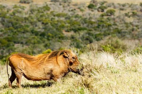 Digging in the grass - The common warthog - Phacochoerus africanus Stock Photos