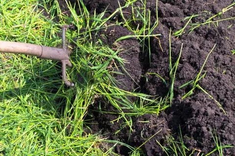 Digging of green manure Stock Photos