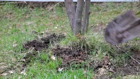 Digging the ground near the tree with a shovel Stock Footage 155547336