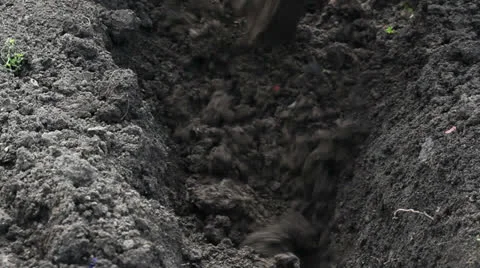 Digging with Hack Video stock 22606782