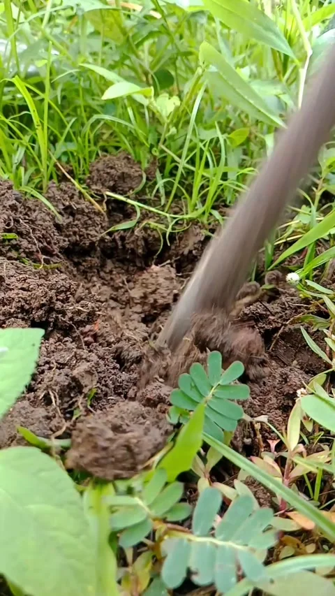Digging a hole with a crowbar Stock Footage 330288454