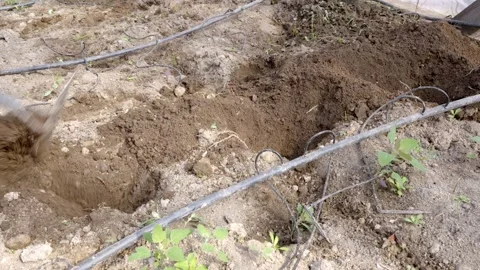 Digging a hole with a hoe Stock-Footage 273773226