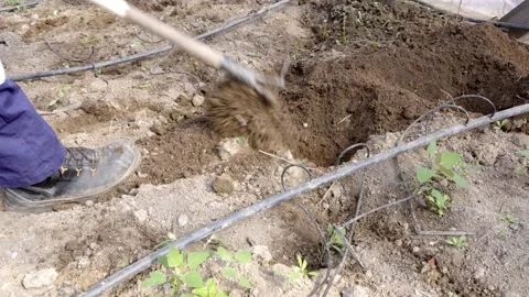 Digging a hole with a hoe 스톡 동영상 273773231