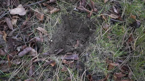 Digging a hole for planting a tree Stock Footage 121711698
