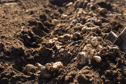 Digging up jerusalem artichokes Stock-Fotos