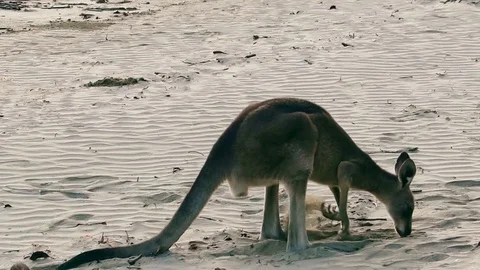 Digging kangaroo Stock Footage 88066408