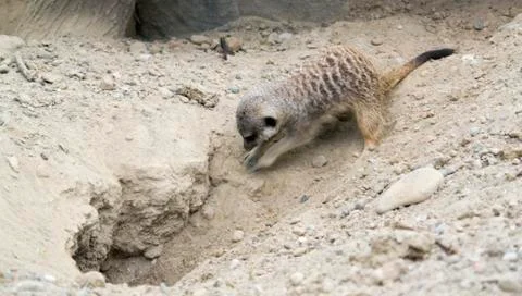 Digging meerkat Stock Photos
