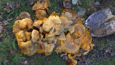 Digging up mushrooms in the backyard - multi-shot sequence 4K Stock Footage 96528531