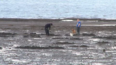 Digging for Mussels Stock Footage 10885373