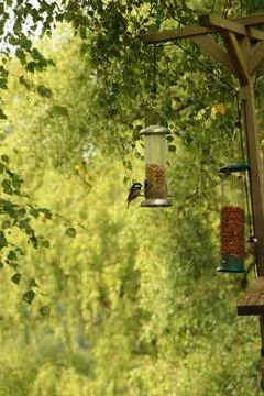 Digging in to nuts at a bird feeder Foto stock